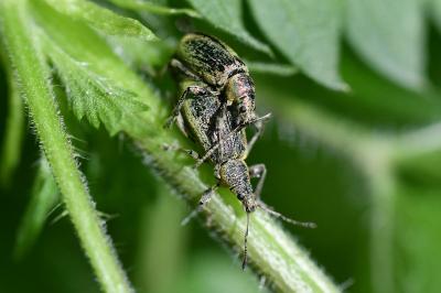 <i>Phyllobius pomaceus</i>