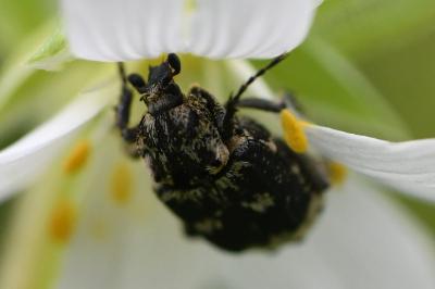 <i>Valgus hemipterus</i>