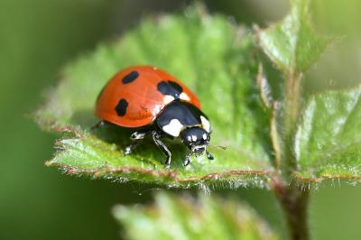 <i>Coccinella septempunctata</i>