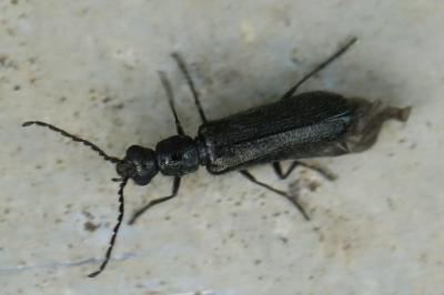 <i>Dasytes aeratus</i>
