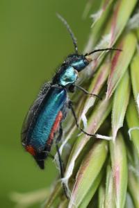 <i>Malachius bipustulatus</i>