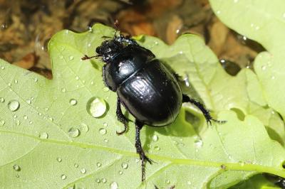 <i>Anoplotrupes stercorosus</i>