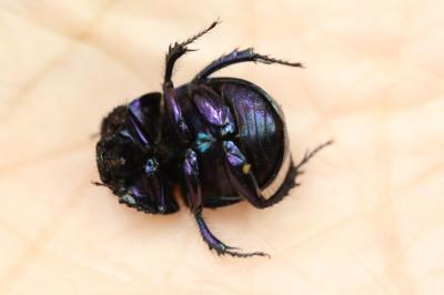 Anoplotrupes stercorosus