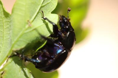 <i>Anoplotrupes stercorosus</i>