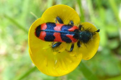 <i>Trichodes alvearius</i>