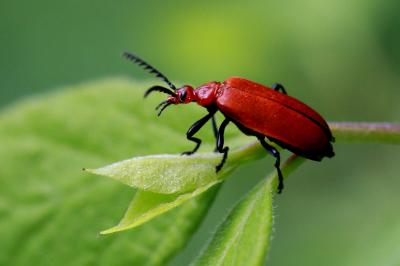 <i>Pyrochroa serraticornis</i>