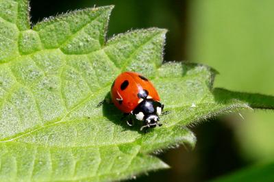 <i>Coccinella septempunctata</i>