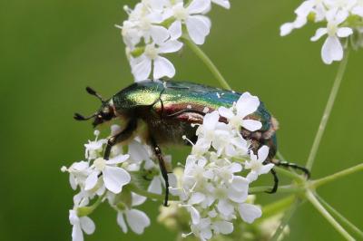 <i>Cetonia aurata</i>