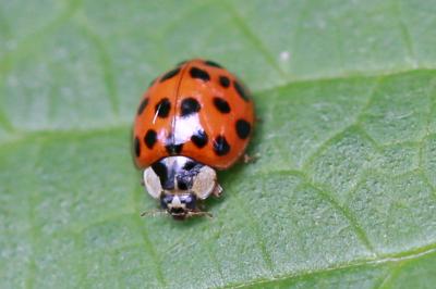 <i>Harmonia axyridis</i>