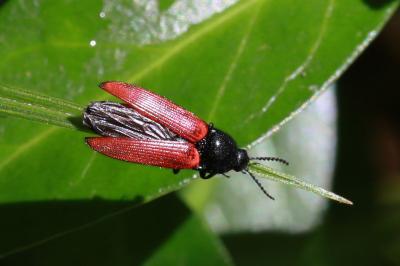 <i>Ampedus sanguineus</i>
