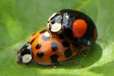 <i>Harmonia axyridis</i>