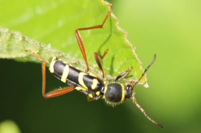 <i>Clytus arietis</i>