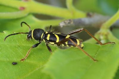 <i>Clytus arietis</i>