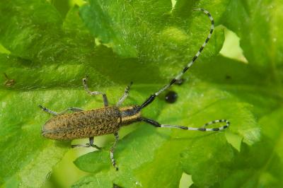 <i>Agapanthia villosoviridescens</i>