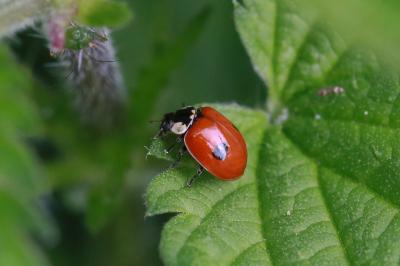 <i>Adalia bipunctata</i>