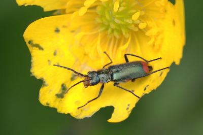 <i>Malachius bipustulatus</i>