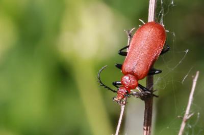 <i>Pyrochroa serraticornis</i>