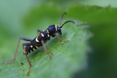 <i>Clytus arietis</i>