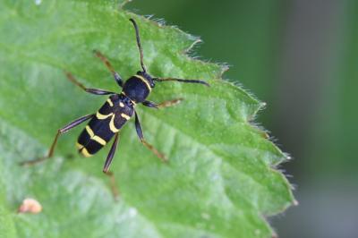 Clytus arietis