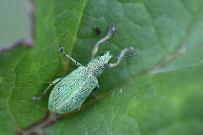 <i>Polydrusus planifrons</i>