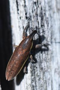 <i>Lixus ochraceus</i>