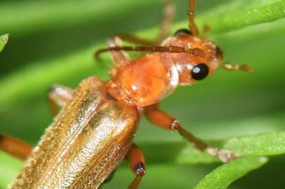 <i>Cantharis cryptica</i>