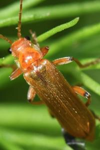<i>Cantharis cryptica</i>