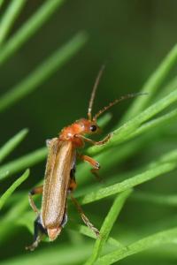 <i>Cantharis cryptica</i>