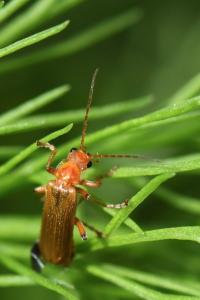 <i>Cantharis cryptica</i>