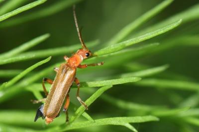 <i>Cantharis cryptica</i>
