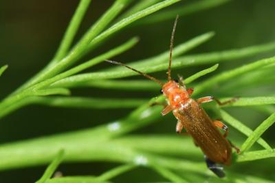 <i>Cantharis cryptica</i>