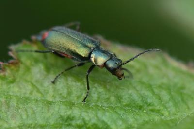 <i>Malachius bipustulatus</i>