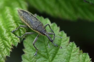 <i>Lixus iridis</i>