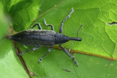 <i>Lixus iridis</i>