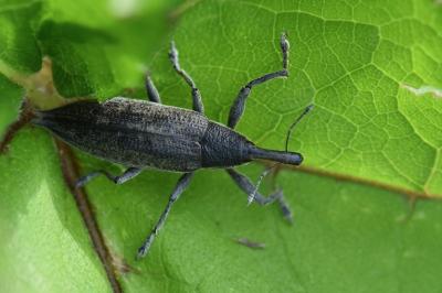 <i>Lixus iridis</i>