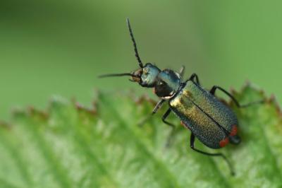 <i>Malachius bipustulatus</i>