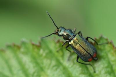 <i>Malachius bipustulatus</i>