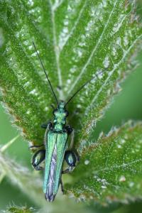 <i>Oedemera nobilis</i>