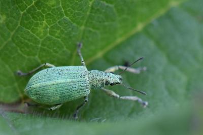 <i>Polydrusus planifrons</i>