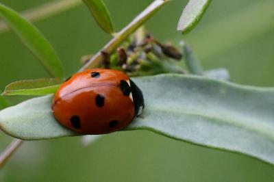 <i>Coccinella septempunctata</i>