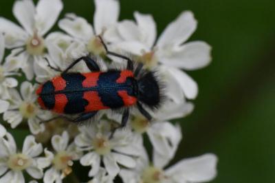 <i>Trichodes alvearius</i>