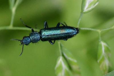 <i>Psilothrix viridicoerulea</i>