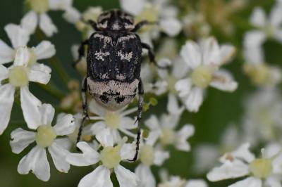 <i>Valgus hemipterus</i>