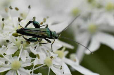 <i>Oedemera nobilis</i>