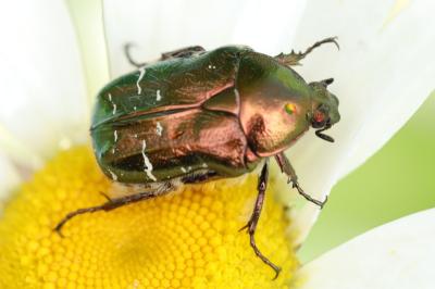 <i>Cetonia aurata</i>