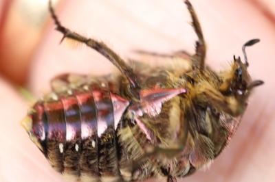 <i>Cetonia aurata</i>