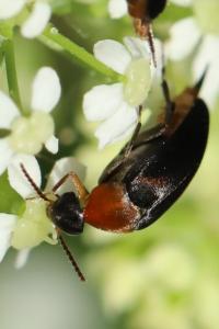 <i>Mordellochroa abdominalis</i>