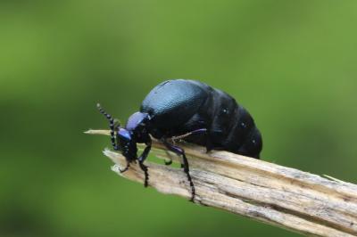 <i>Meloe violaceus</i>