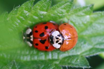 <i>Harmonia axyridis</i>