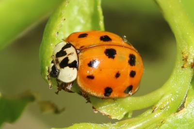 <i>Harmonia axyridis</i>